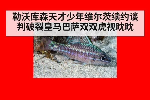 勒沃库森天才少年维尔茨续约谈判破裂皇马巴萨双双虎视眈眈